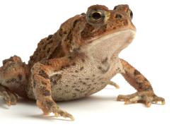 stock photo of a toad