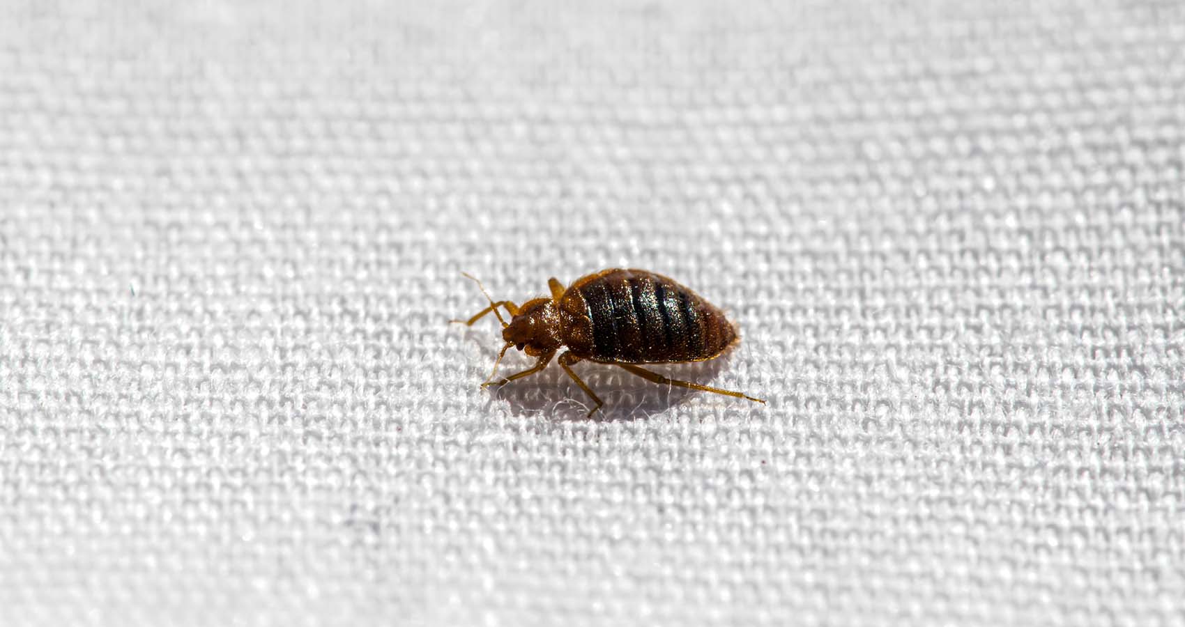 Bed Bug Exterminator LA King