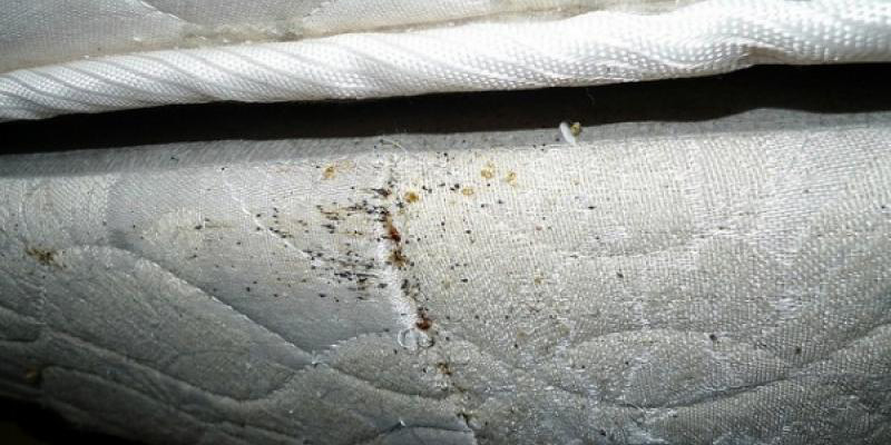 Signs of bed bugs on a traditional mattress
