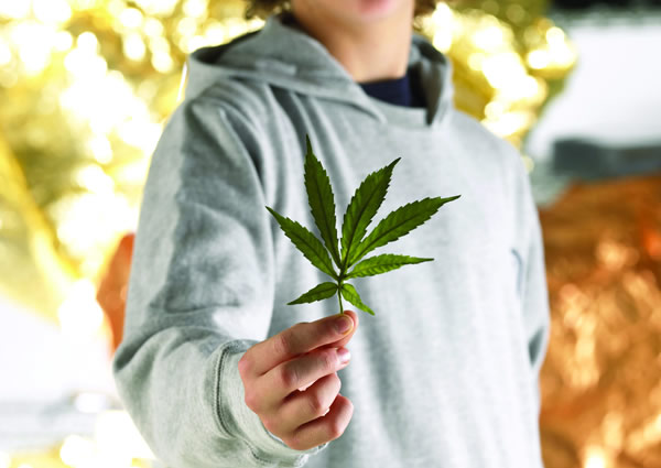 Don't Let Your Camp Go to Pot: Impacts and Policy Challenges of Legalized Marijuana on Youth Camps | American Camp Association