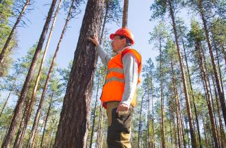 Forester inspecting a tree