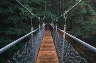 suspension bridge in forest