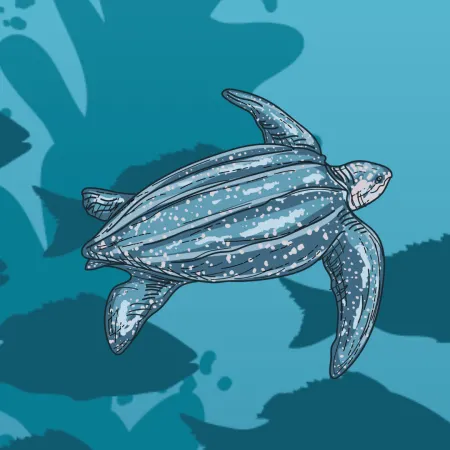 Leatherback Sea Turtle