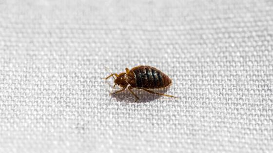 bed bug up close