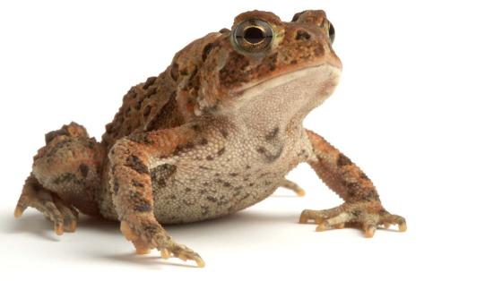 stock photo of a toad