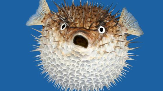 pufferfish