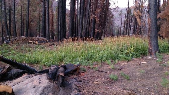 Recovery after a forest fire