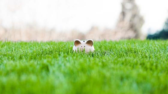 piggy bank in green grass