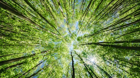 trees