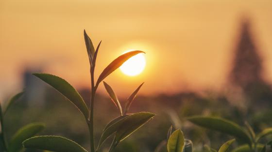 Sunrise on flower