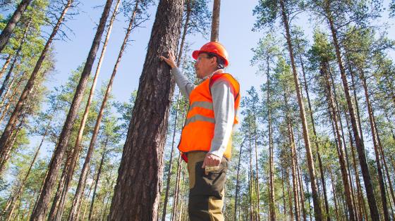 Forester inspecting a tree