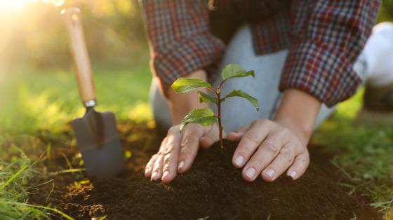 Hands planting a tree