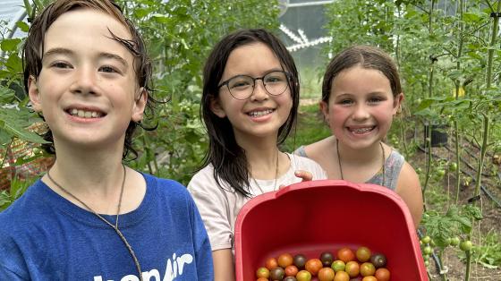 campers picking tomatoes