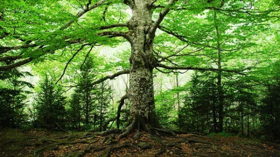 old tree in the middle of the woods