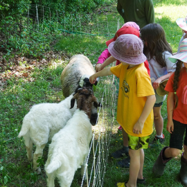Campers petting goats