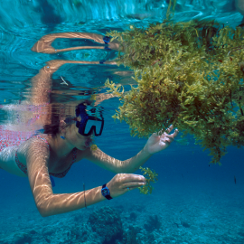Camper snorkeling and touching seaweed