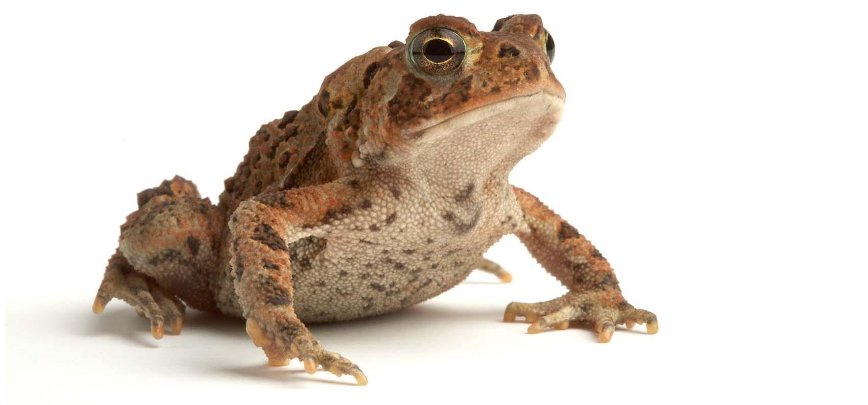 stock photo of a toad