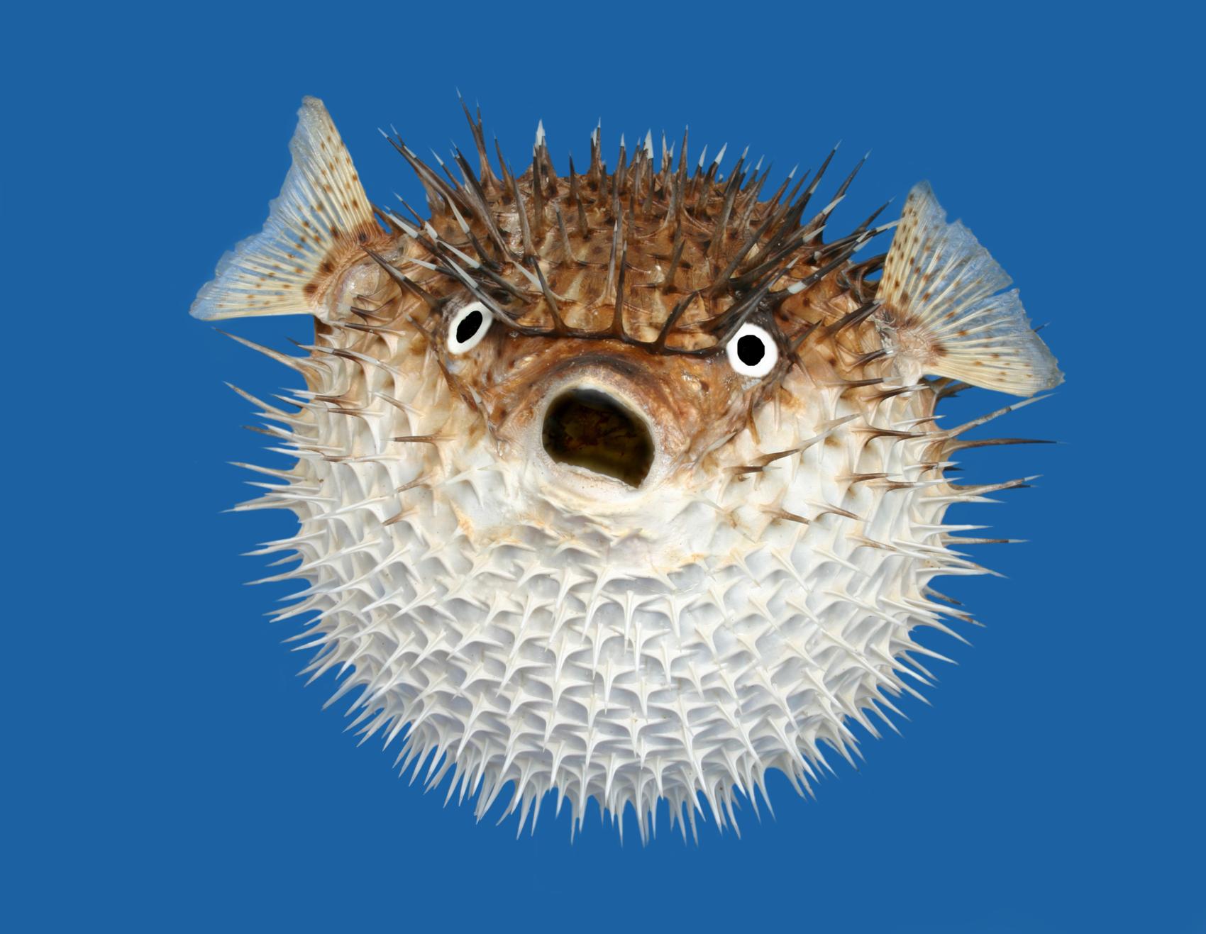 pufferfish