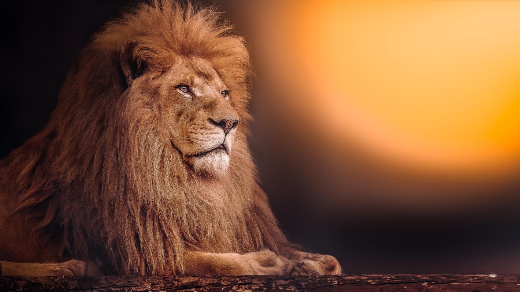 male lion