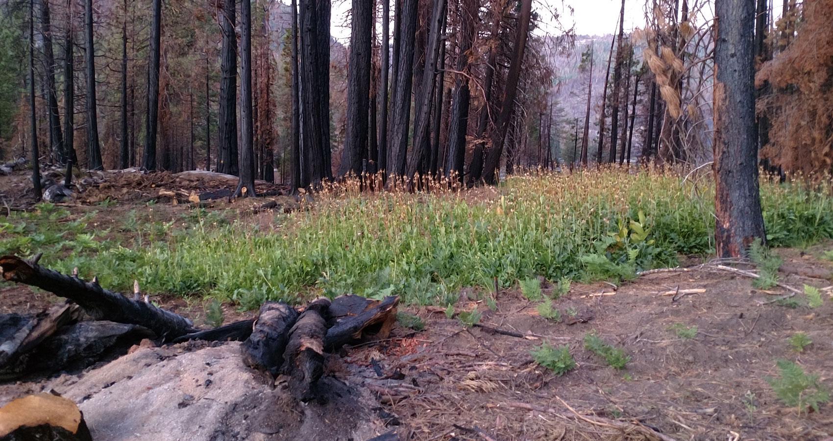 Recovery after a forest fire