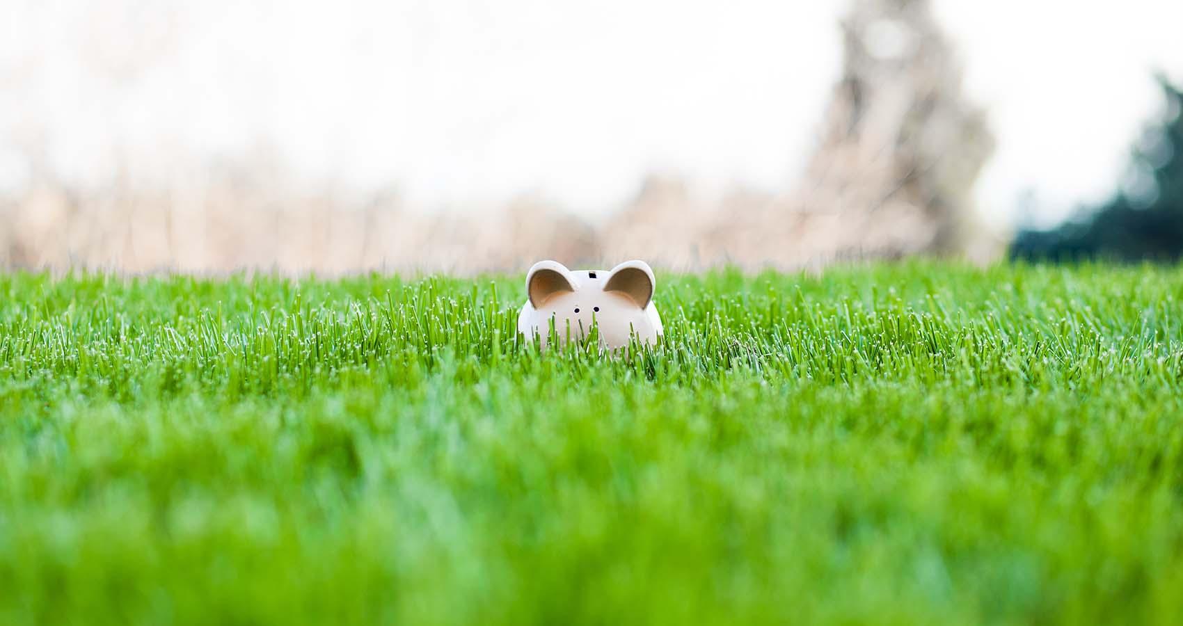 piggy bank in green grass