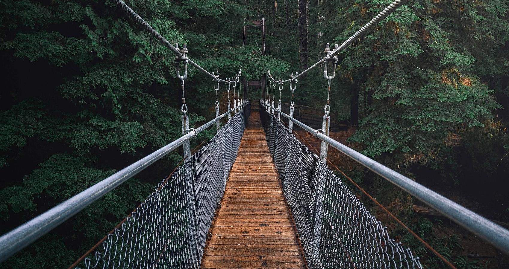 suspension bridge in forest