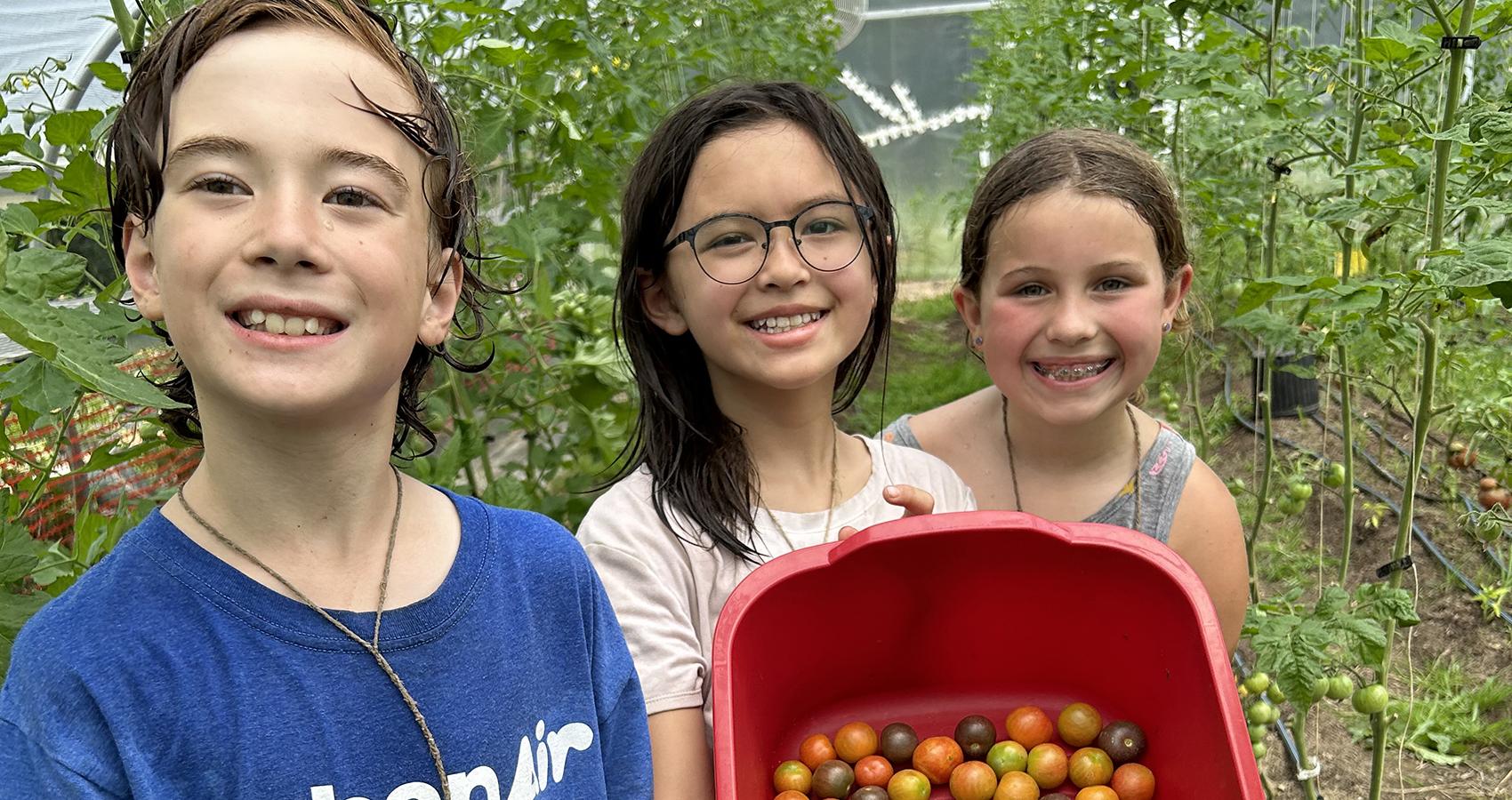 campers picking tomatoes
