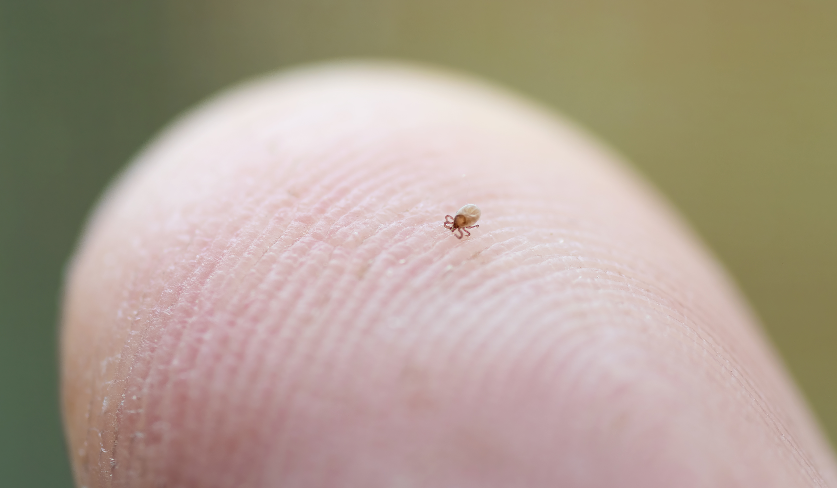 nymph tick on fingertip