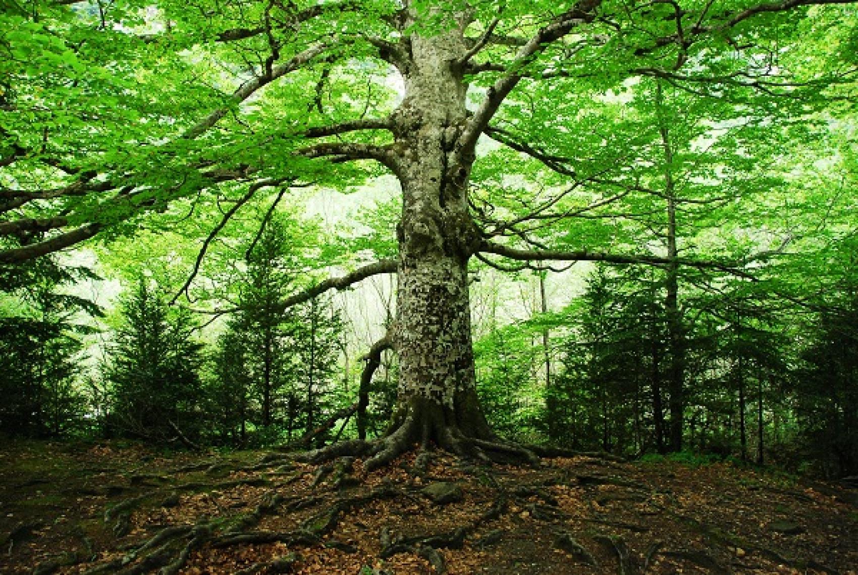 old tree in the middle of the woods