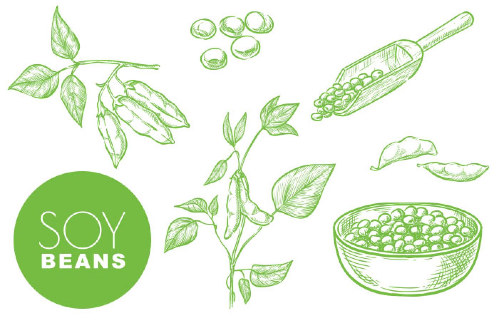 Everything About Soya: A Comprehensive Guide to Soybeans - Soya Food