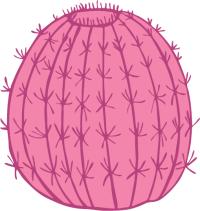 Pink Pineapple Cactus