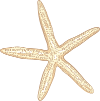 2026 starfish