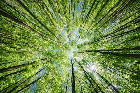 trees