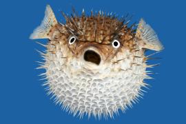 pufferfish