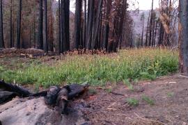 Recovery after a forest fire