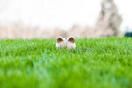 piggy bank in green grass