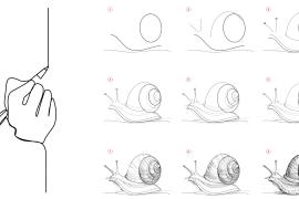 Drawing progression of snails