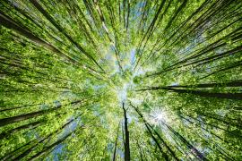 trees