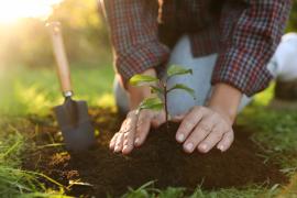 Hands planting a tree