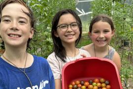 campers picking tomatoes