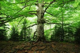 old tree in the middle of the woods