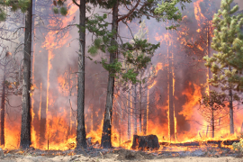 Photo of forest fire